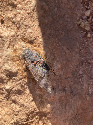 Tourist Attraction «Linda Vista Trail», reviews and photos, 730 E Linda Vista Rd, Oro Valley, AZ 85737, USA