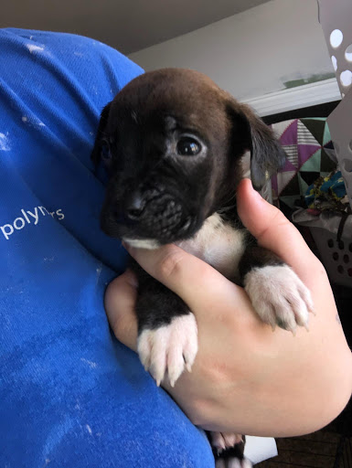 Pet Supply Store «Petco Animal Supplies», reviews and photos, 298 Spring Creek Drive, Franklin, TN 37067, USA