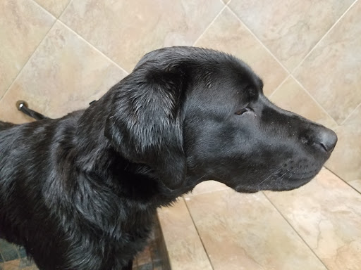 Pet Supply Store «Pet Supplies Plus», reviews and photos, 2600 McFarland Blvd E U, Tuscaloosa, AL 35405, USA