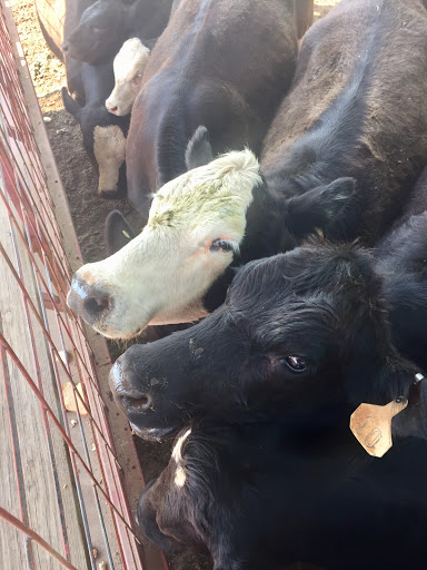 Farm «Warbington Farms (U-Pick Strawberries)», reviews and photos, 5555 Crow Rd, Cumming, GA 30041, USA