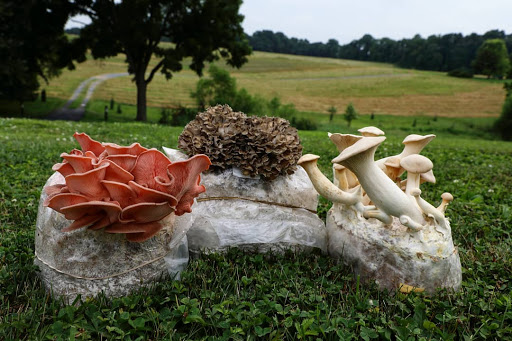 Produce Market «The Woodlands at Phillips», reviews and photos, 1020 Kaolin Rd, Kennett Square, PA 19348, USA