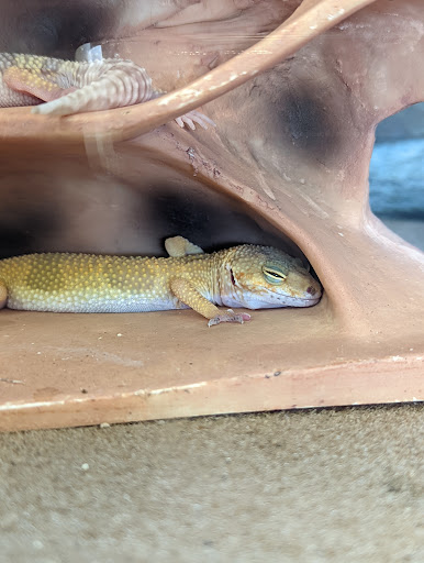 Pet Supply Store «Petco Animal Supplies», reviews and photos, 10663 Valley Blvd b, El Monte, CA 91731, USA