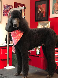 Pit Stop Pet Grooming - Photo 9 - Car repair in Reading, PA, Reading