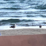 Photo n° 11 de l'avis de Chaf.o fait le 14/09/2021 à 08:33 pour Effet Mer à La Grande-Motte