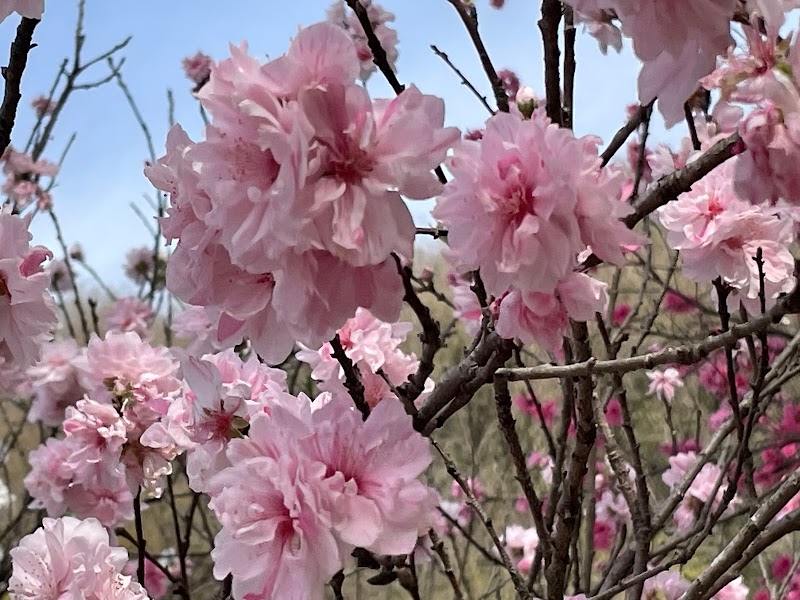 花桃の里