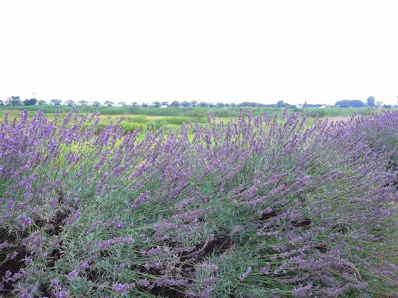 菖蒲総合支所 ラベンダー堤 埼玉県久喜市菖蒲町新堀 観光名所 グルコミ