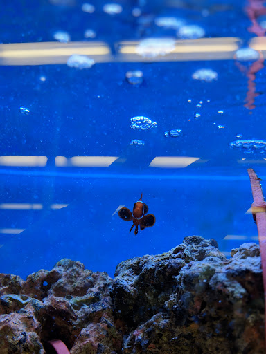 Pet Supply Store «Petco Animal Supplies», reviews and photos, 2241 Porter Creek Dr, Fort Worth, TX 76177, USA