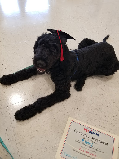 Pet Supply Store «PetSmart», reviews and photos, 11331 Causeway Blvd, Brandon, FL 33511, USA