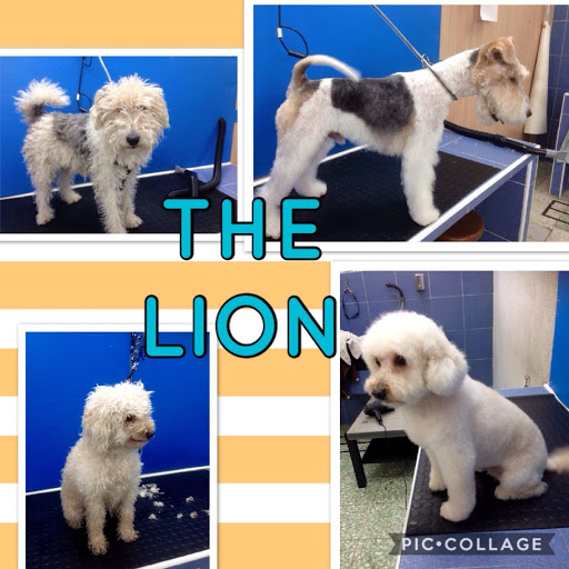 THE LION auto lavado y peluquería canina