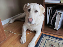 Fetch! Pet Care of N McHenry County - Photo 3 - Car repair in , Round Lake Beach