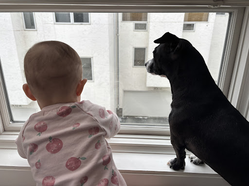 B Well Veterinary Service (FKA Douglas County Animal) image