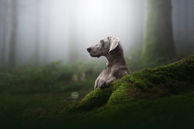Perlinia Hundefotografie, Kinderfotografie & Hundeladen - Glarus Nord