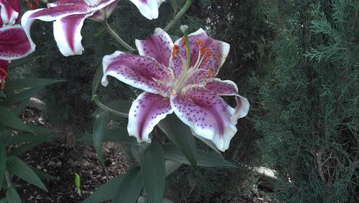 Golf Course «Como Park Golf Course», reviews and photos, 1431 Lexington Pkwy N, St Paul, MN 55103, USA