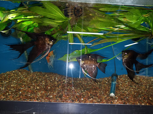 Pet Store «Gills And Thrills Pet Shop», reviews and photos, 204 E 8th St, Lockport, IL 60441, USA