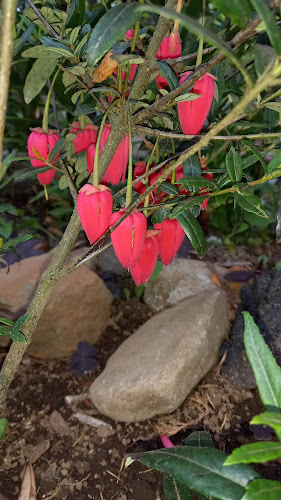 Vivero El Prado - Río Bueno