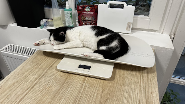 Értékelések erről a helyről: CsudaVet Állatorvosi Rendelő, Budapest - Állatorvos