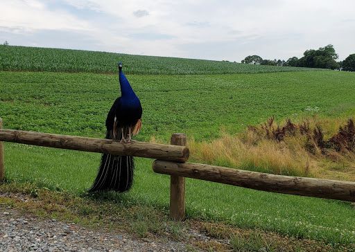Park «Lake Tobias Wildlife Park», reviews and photos, 760 Tobias Road, Halifax, PA 17032, USA