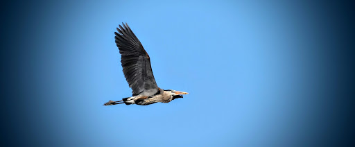 Park «Marshall Terrace Park», reviews and photos, 2740 Marshall St NE, Minneapolis, MN 55418, USA