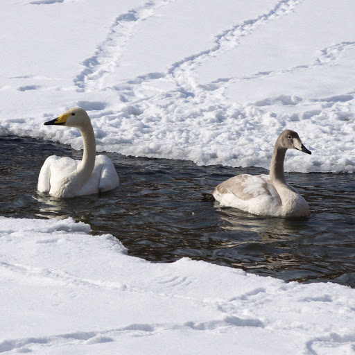 Zoo «Trevor Zoo at Millbrook School», reviews and photos, 282 Millbrook School Rd, Millbrook, NY 12545, USA