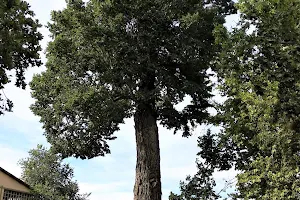 Árbol Singular de la Comunidad de Madrid image