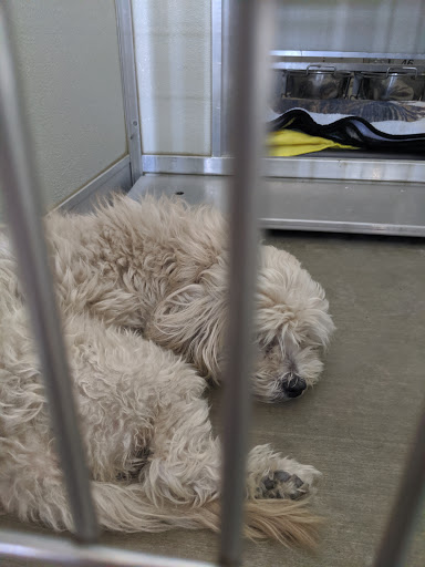 Corona Animal Shelter image