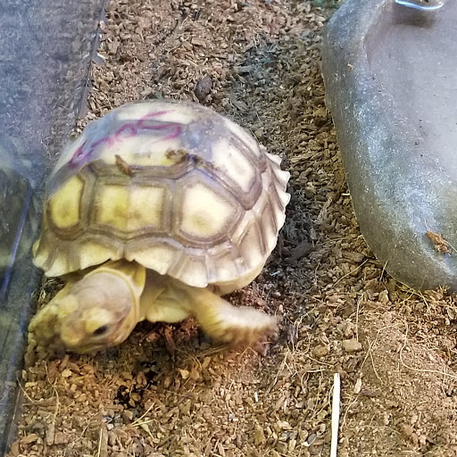 Pet Store «Animal Island Pet Shop», reviews and photos, 14411 S Cicero Ave, Midlothian, IL 60445, USA