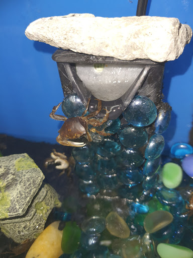 Pet Supply Store «Petco Animal Supplies», reviews and photos, 1209 New Brunswick Ave, Phillipsburg, NJ 08865, USA