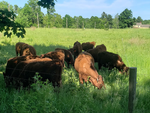 Monument «Minute Man Statue», reviews and photos, Monument St, Concord, MA 01742, USA