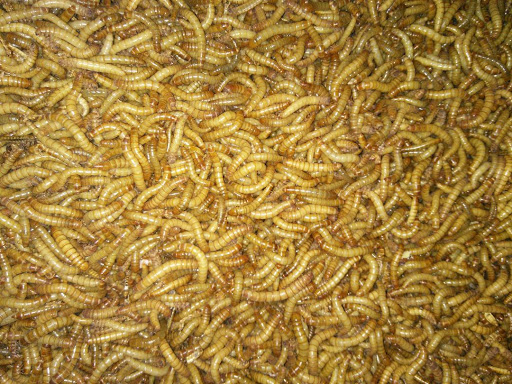 Strahm's Insect Farm of Northeastern Oklahoma