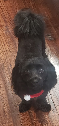 Pet Store «Oak Clips Pet Boutique & Grooming», reviews and photos, 502 N Edgefield Ave, Dallas, TX 75208, USA