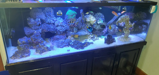 Tropical Fish Store «The Coral Reef Inc.», reviews and photos, 742 W Boundary St, Perrysburg, OH 43558, USA