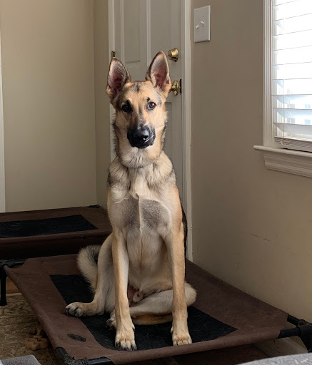 Pet Supply Store «Pet Supplies Plus», reviews and photos, 2801 Wade Hampton Blvd #100, Taylors, SC 29687, USA