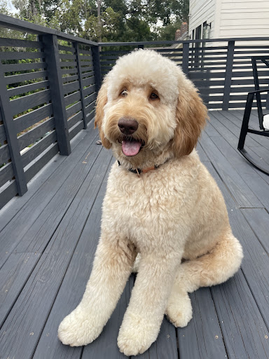 Pet Supply Store «EarthWise Pet Supply», reviews and photos, 6668 Thomasville Rd, Tallahassee, FL 32312, USA