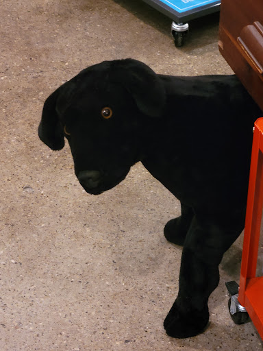 Pet Supply Store «3 Dogs 1 Cat», reviews and photos, 2472 Riopelle St, Detroit, MI 48207, USA