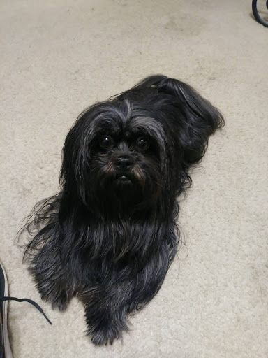 Pet Supply Store «Dog Krazy, Inc.», reviews and photos, 10681 Spotsylvania Ave, Fredericksburg, VA 22408, USA