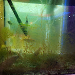 Photo n° 1 McDonald's - Dragon Impérial à Les Pennes-Mirabeau