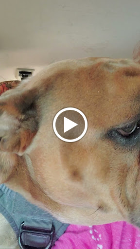 Pet Groomer «Doggie Style Bowtique», reviews and photos, 1713 Westport Rd, Kansas City, MO 64111, USA