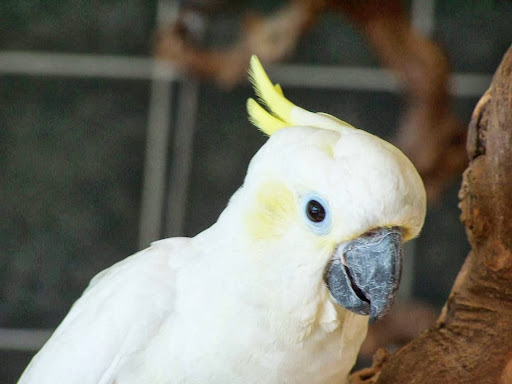 Bird Shop «Angels Bird Jungle», reviews and photos, 1031 Broad St, Shrewsbury, NJ 07702, USA