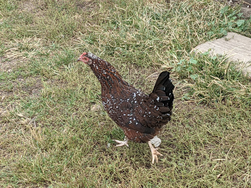 History Museum «Living History Farms», reviews and photos, 11121 Hickman Rd, Urbandale, IA 50322, USA