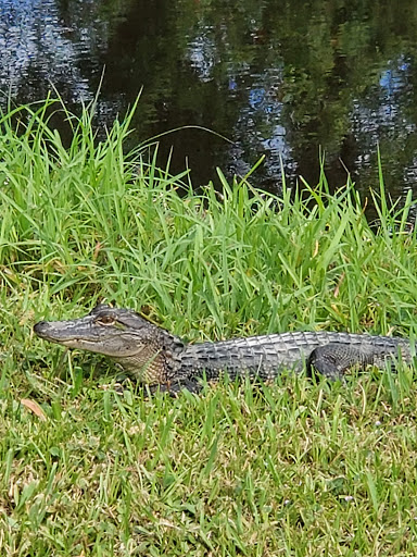 Golf Club «Hamptons Golf Club», reviews and photos, 900 Southampton Blvd, Auburndale, FL 33823, USA