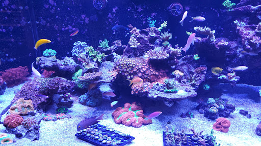 Tropical Fish Store «Living Reef Orlando», reviews and photos, 504 N Alafaya Trail #112, Orlando, FL 32828, USA