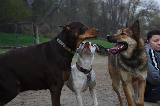 Dog Park «Forest Park Dog Run», reviews and photos, 8445 Park Ln S, Woodhaven, NY 11421, USA