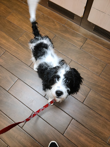 Pet Trainer «Healthy Pet Center», reviews and photos, 154 Delaware Ave, Delmar, NY 12054, USA