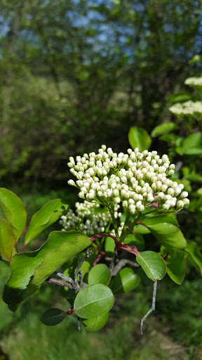 Nature Preserve «Lebanon Valley Rails To Trails, Lawn Trailhead», reviews and photos, Lebanon Valley Rail-Trail, Palmyra, PA 17078, USA