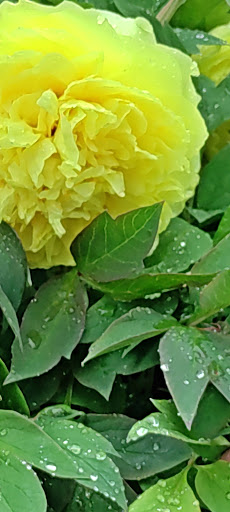 Golf Course «Legion Memorial Golf Course», reviews and photos, 144 W Marine View Dr, Everett, WA 98201, USA