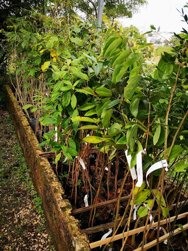 Viveiro de mudas árvores nativas e frutíferas para reposição florestal - Paraná - Curitiba.