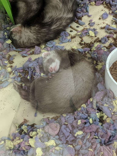 Pet Supply Store «Petco Animal Supplies», reviews and photos, 3637 2700 W, West Valley City, UT 84119, USA