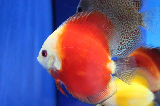 Tropical Fish Store «BB Fish and Pets», reviews and photos, 9226 Cypress Creek Pkwy, Houston, TX 77064, USA