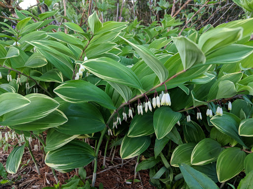 Garden Center «Southern Exposure», reviews and photos, 11269-N Dr North, Battle Creek, MI 49015, USA