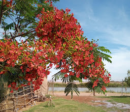 Campo Los Kwinos photo